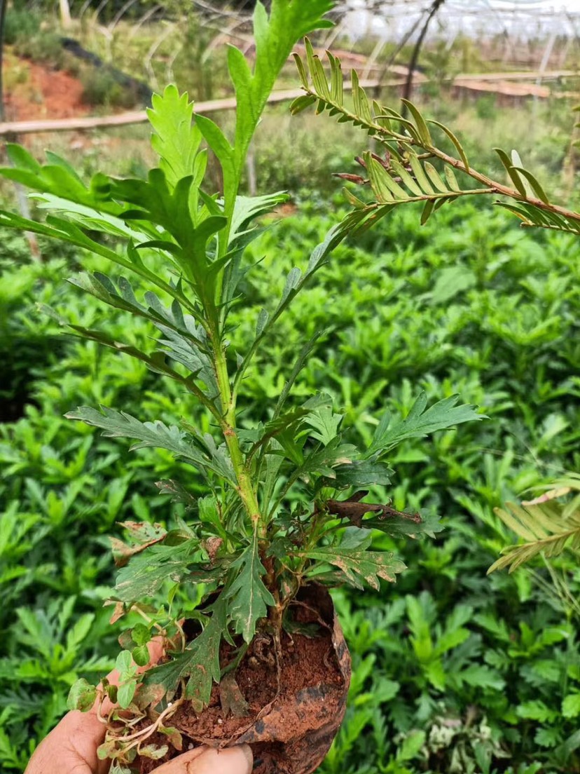 木春菊苗 木春菊 四季有货 绿化工程用苗