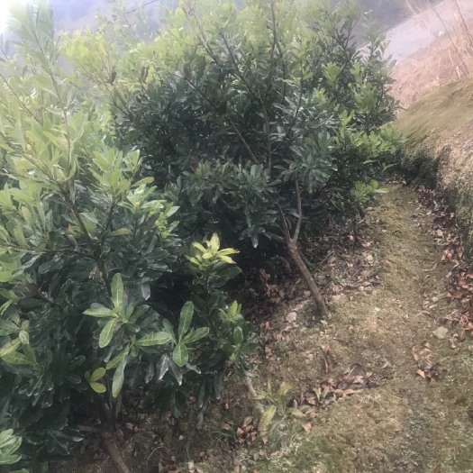 靖州县 各种规格的杨梅树待出售