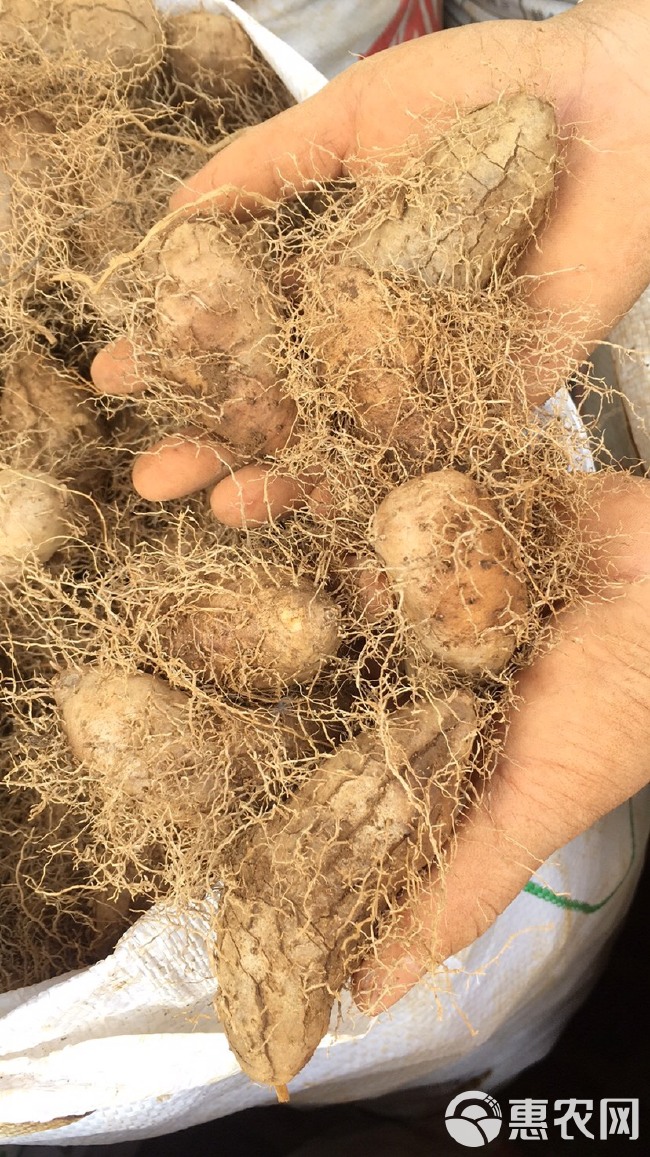 海南本地红土毛薯＋甜薯，欢迎来电咨询