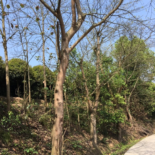泸州黄角兰 黄果树！20到40都有现货