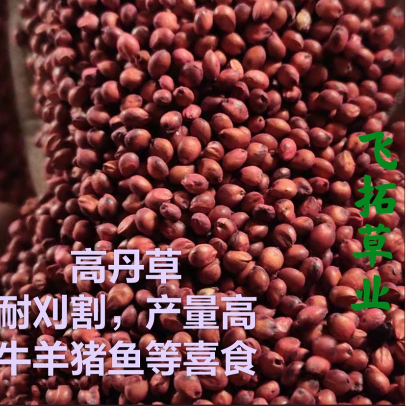 郑州高丹草种子  高丹草适应性好产量高养牛羊马鱼等
