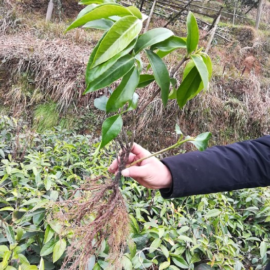 通道县大量供应批发长40公分以上根须长30公分2到3年粉红黑老虎苗