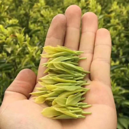 绍兴龙井茶  2024年新茶高山绿茶手工制作茶新上市茶土茶香气好