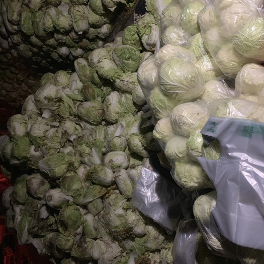 沈丘县 大白菜批发，量大从优