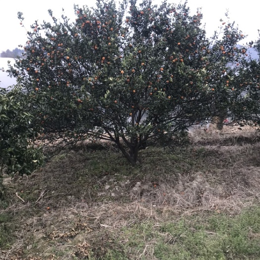 靖州县杨梅树 