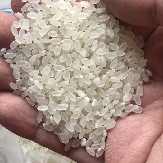 粳米批发东北安徽江苏食用大米陈米月千吨起