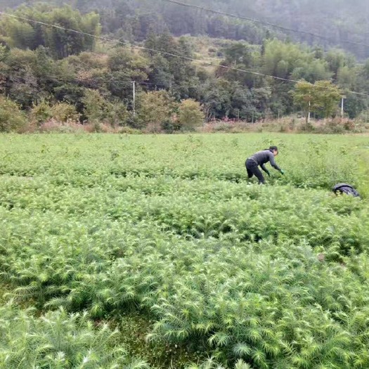 绥宁县香杉 30公分以上