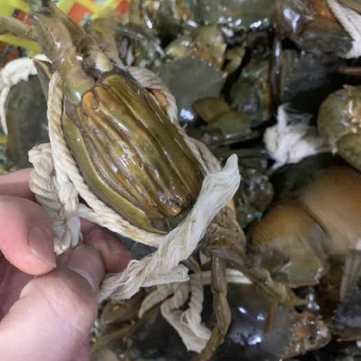 苍南县青蟹 红膏青蟹 大青蟹