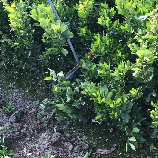 奉节 奉节脐橙苗，品种多，91，圆红，纽荷尔，砂糖橘，碰橘等，