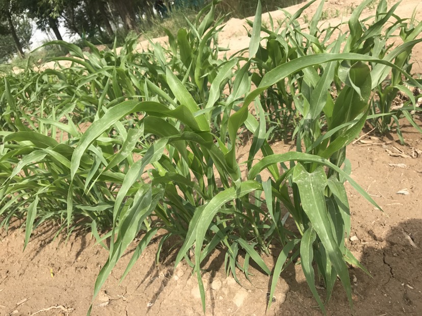 墨西哥玉米草种子  墨西哥玉米种分蘖力强，产量高发芽率高，
