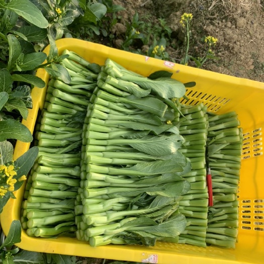 广州广州菜心 
