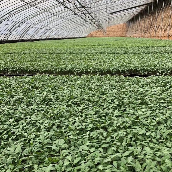 硬粉番茄苗 西红柿种苗，小番茄圣女果苗毛粉柿子苗，大红柿子