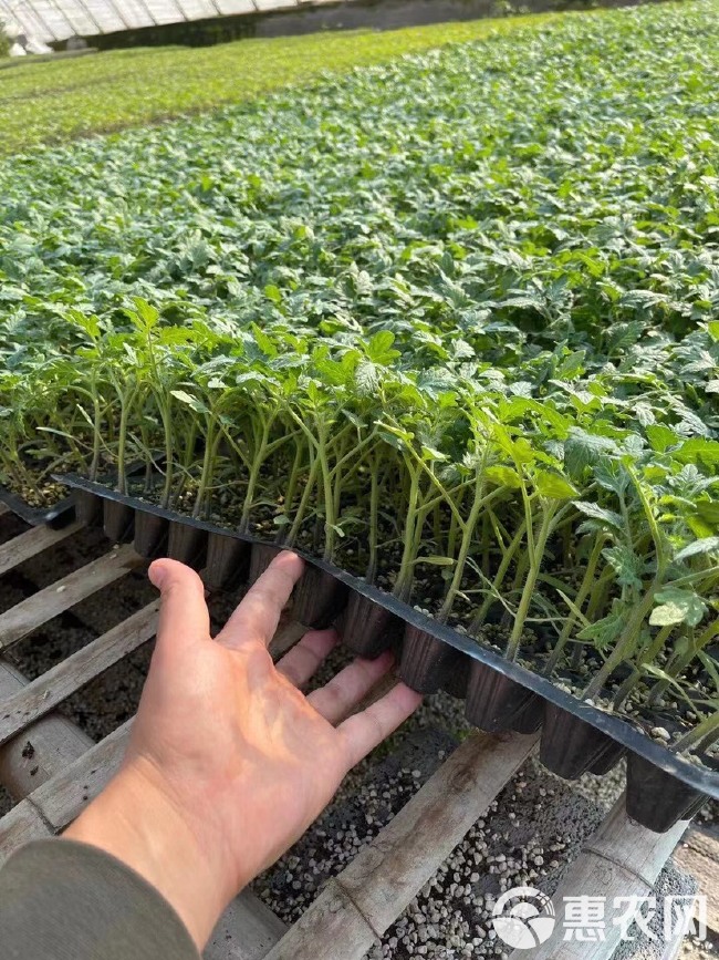 硬粉番茄苗 西红柿种苗，小番茄圣女果苗毛粉柿子苗，大红柿子