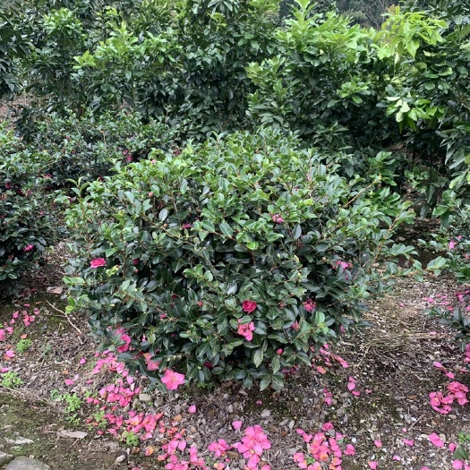 台州茶梅球 80-120厘米冠幅