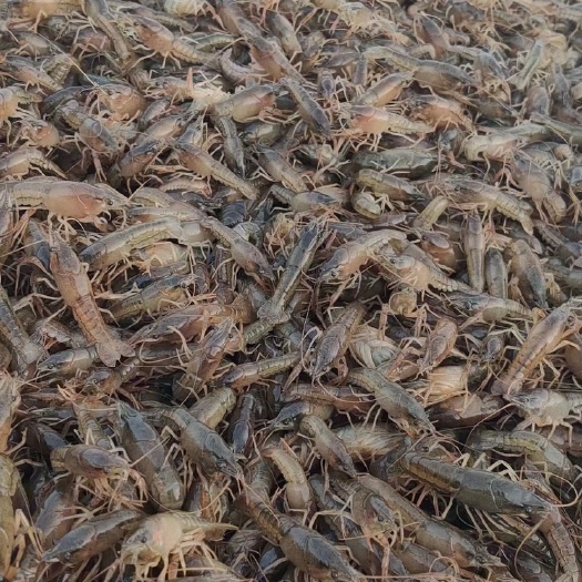 嘉兴龙虾苗  浙江小供应基地！常年供应虾苗、虾种