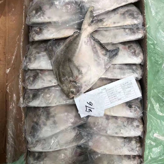 青岛 库存一百吨全年供货斗鲳白鲳量大从优