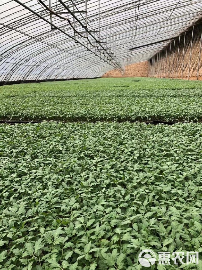 硬粉番茄苗 西红柿种苗，小番茄圣女果苗毛粉柿子苗，大红柿子