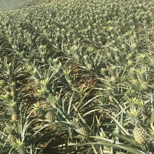 琼海市海南菠萝，现摘现发，诚信为主
