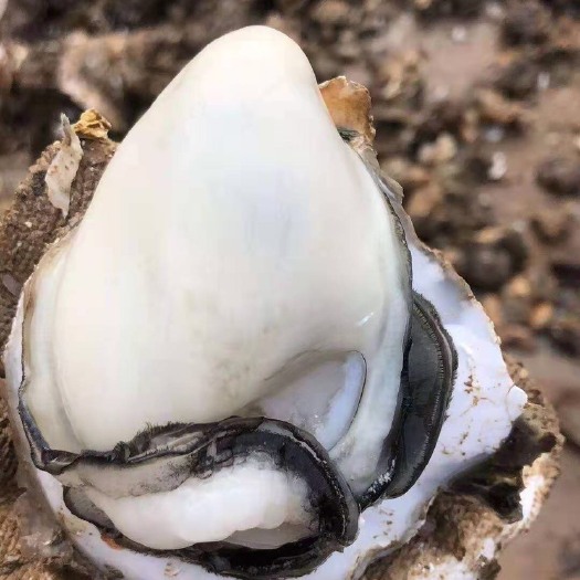 阳西县广东生蚝批发 小蚝产地直销 白蚝 湛江生蚝 台山蚝 程村蚝