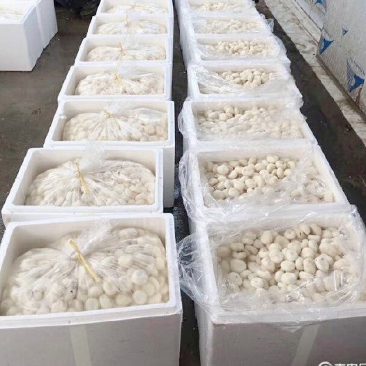 平乐县荸荠，马蹄，马蹄肉，去皮马蹄，去皮荸荠，清甜消渣