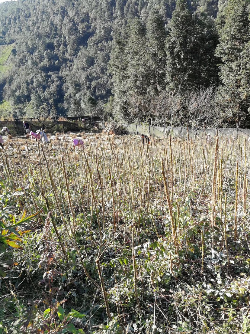 刺老芽苗，树头菜，楤木苗，刺老包苗，刺老芽苗
