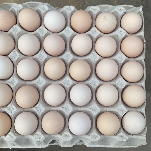 洛阳普通鸡蛋 食用 散装 