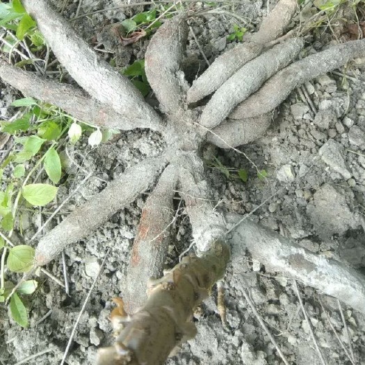 丰顺县 自家种植新鲜木薯，超大库存，需要的联系，卖完过年，低价出售量