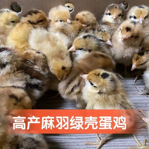 邵阳黄麻羽高 产绿壳蛋鸡苗