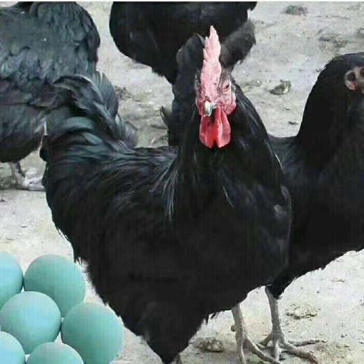 邵阳黑羽多产蛋型绿壳蛋鸡苗