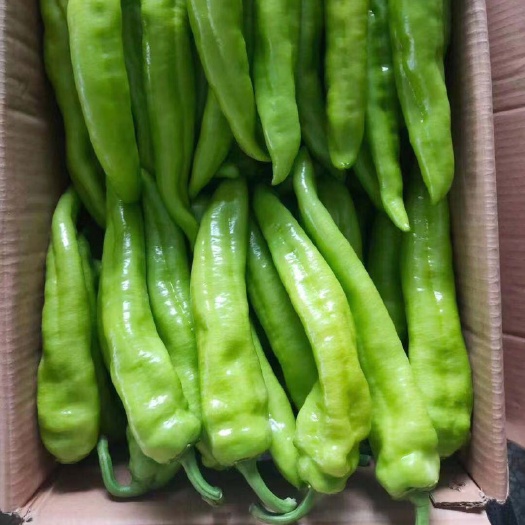 诏安县黄皮辣椒 