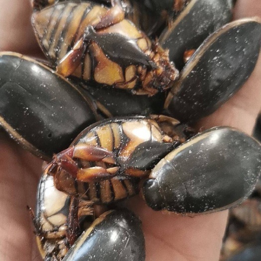 广州活冻大肚金边龙虱 熟称小龟子