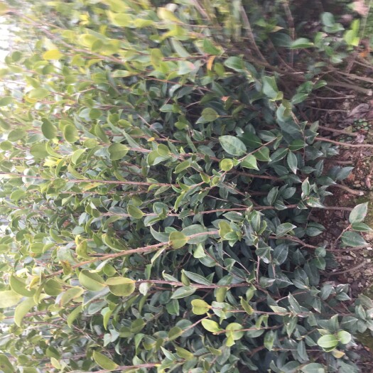宜春大果红花油茶 