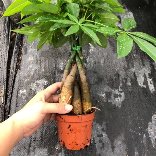 广州发财树盆栽  发财树五编大小规格齐全常年持续有货