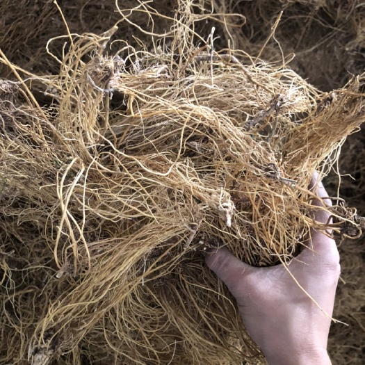 云县龙胆草产地大货直供  各种规格
