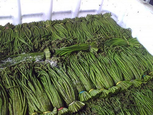 满洲里市俄罗斯野生蕨菜