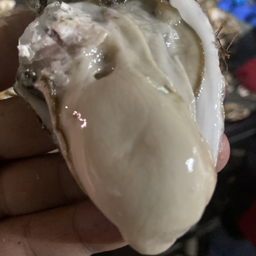 乳山市净化蚝  乳山生蚝精品二倍体，稳定货源！适合烧烤。