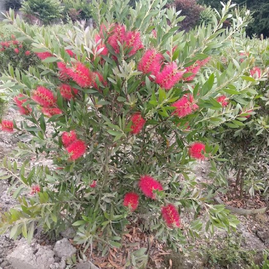 成都 四川成都红千层基地四川成都千层金基地