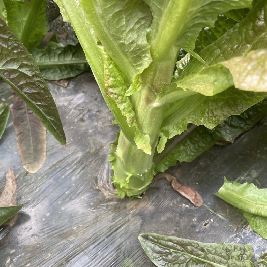 潜江市红叶莴笋  当季新鲜蔬菜红莴笋青皮不空芯