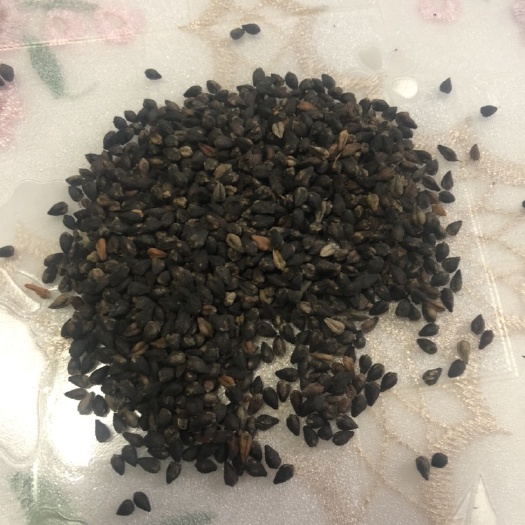 岢岚县苦荞 
