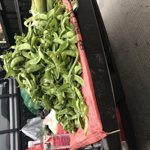 凌云县豌豆荚 广西本地豌豆