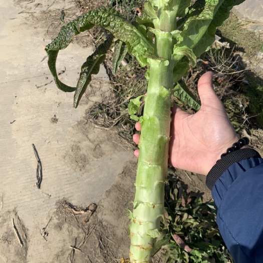 潜江市红叶莴笋 质量放心