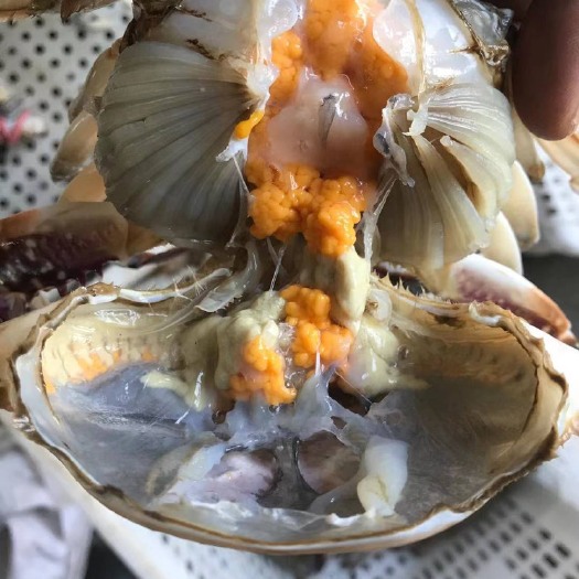 海阳市飞蟹，正蟹，梭子蟹，满黄！肉实！硬！活的冻的嗯有！