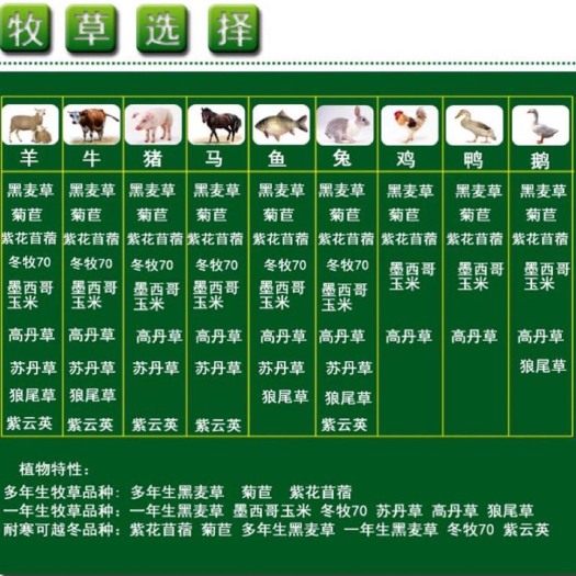 嘉祥县大量供应苏丹草种子 苏丹草种子批发零售 喂养牛羊马鸡鸭鹅草鱼
