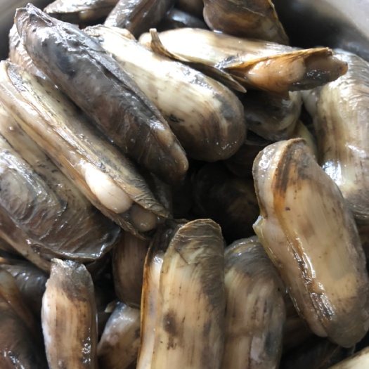 三门县双头蛏  三门鲜活蛏子，每天现挖。