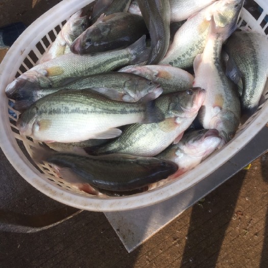 淡水鲈鱼 鱼场直出各规格加州鲈鱼成品，及鱼苗