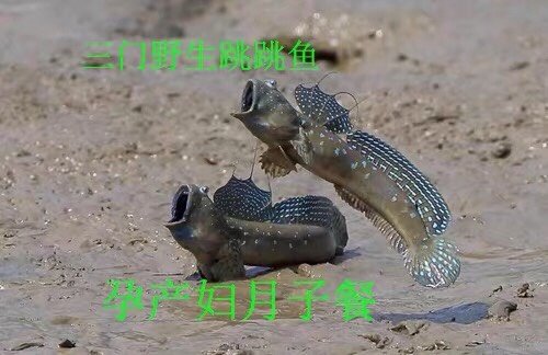 三门县三门跳跳鱼，肉质鲜美，爽滑可口