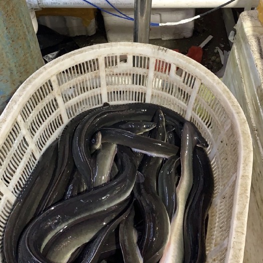 上海一手货源 产地直供 活鳗鱼 河鳗 白鳝 欧鳗 美洲鳗 黑鳗