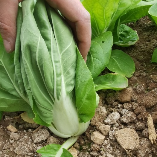 株洲矮白菜 湖南省株洲市天元区 