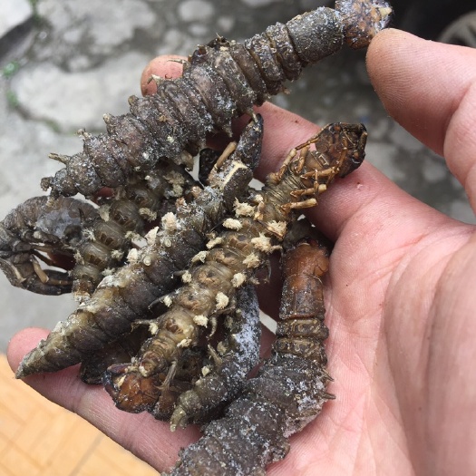 爬沙虫批发，鲜货，速冻等！