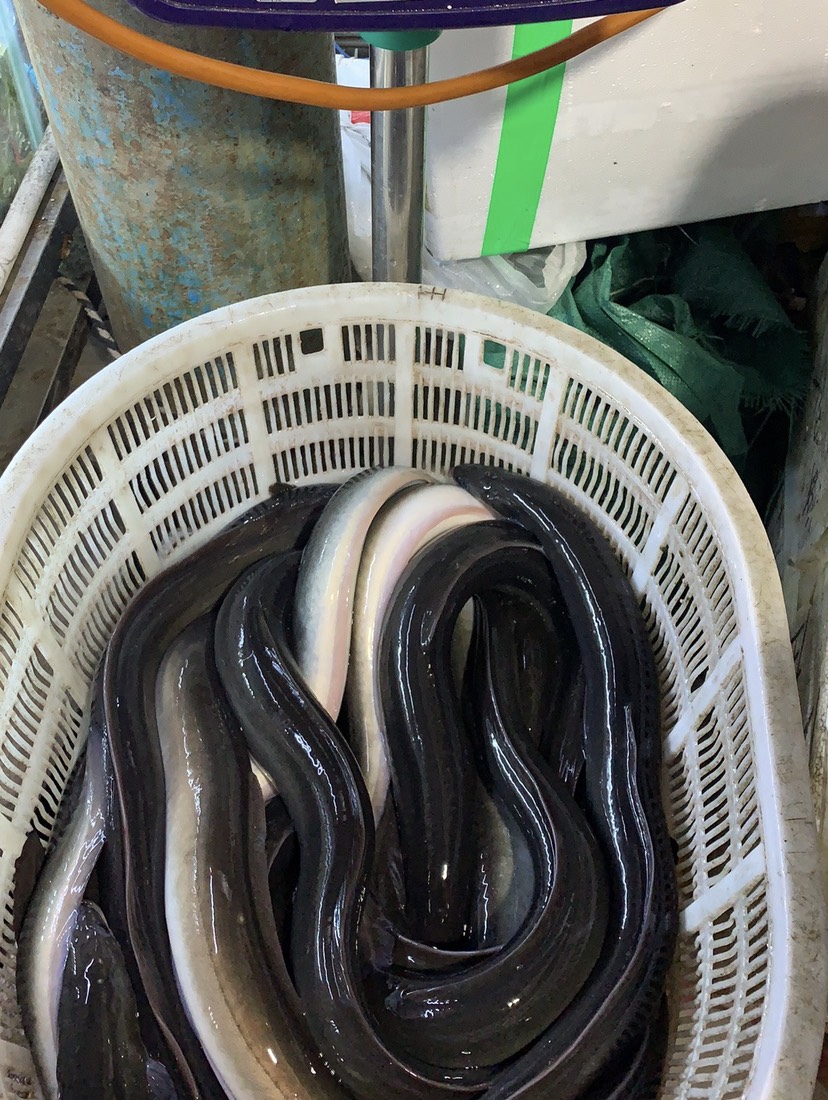 一手货源 产地直供 活鳗鱼,河鳗,白鳝,欧洲鳗,青鳗,乌鳗